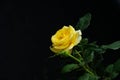 yellow rose flower with stem and leaves isolated on black background Royalty Free Stock Photo