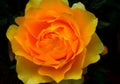 Yellow rose flower Royalty Free Stock Photo