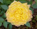 Yellow rose flower top view closeup in the garden Royalty Free Stock Photo