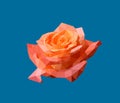 Yellow rose flower wallpaper on blue background. Orange flora plant geometric banner graphic. Royalty Free Stock Photo