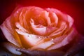 Yellow rose flower in water drops close-up. Rose in dew. Flowers as a gift for the holiday Royalty Free Stock Photo