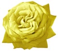 Yellow   rose flower  on white  isolated background with clipping path. Closeup. For design. Royalty Free Stock Photo