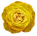 Yellow rose flower on white isolated background with clipping path. Closeup. For design. Royalty Free Stock Photo