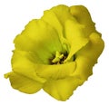 Yellow rose flower, white isolated background with clipping path. Nature. Closeup no shadows. eustoma Royalty Free Stock Photo