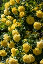 Yellow rose  flowers bush in the garden with green leafs on blue sky background Royalty Free Stock Photo