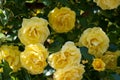 Yellow rose flowers bush in the garden with green leafs on blue sky background