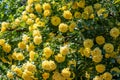 Yellow rose  flowers bush in the garden with green leafs on blue sky background Royalty Free Stock Photo