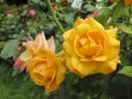 Yellow rose in the garden after rain Royalty Free Stock Photo