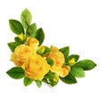 Yellow rose flowers in a corner arrangement Royalty Free Stock Photo