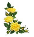 Yellow rose flowers in a corner arrangement Royalty Free Stock Photo