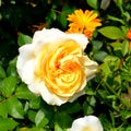 Yellow rose. Flowers in the garden, in a sunny day. Great landscape Royalty Free Stock Photo