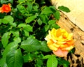 Yellow rose. Flowers in the garden, in a sunny day. Great landscape Royalty Free Stock Photo