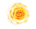 Yellow rose flowers head fresh skin blooming top view isolated on white background with clipping path , close up beautiful natural Royalty Free Stock Photo