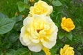 Yellow rose flowers Rosa multiflora Thunb.. Major plan