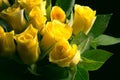 Yellow rose flowers with water droplets and green leaves Royalty Free Stock Photo