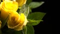 Yellow rose flowers with water droplets and green leaves Royalty Free Stock Photo