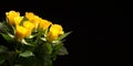 Yellow rose flowers with water droplets and green leaves Royalty Free Stock Photo