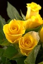 Yellow rose flowers with water droplets Royalty Free Stock Photo