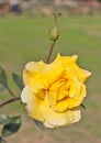 Yellow rose flowr