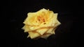 YELLOW ROSE FRIENDSHIP LOVE DROPLET BEAUTIFUL ON PETALS INDIA HOME GARDEN Royalty Free Stock Photo