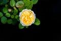 Yellow Rose in full bloom taken overhead and isolated against a black background Royalty Free Stock Photo