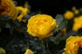 Yellow rose in the garden Royalty Free Stock Photo