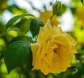 Yellow rose