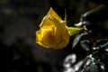 Yellow rose at garden on black background Royalty Free Stock Photo