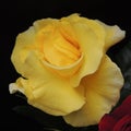 Yellow rose in the garden on a black background Royalty Free Stock Photo