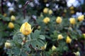 Yellow rose garden bush close-up Royalty Free Stock Photo