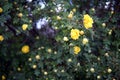 Yellow rose garden bush close-up Royalty Free Stock Photo