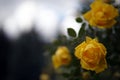 Yellow rose garden bush close-up Royalty Free Stock Photo