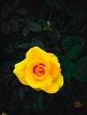 Yellow rose in garden clicked 6 August 22 in betul.