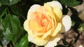 Beautiful yellow rose in a garden, close-up.