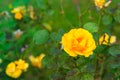 Yellow rose in garden Royalty Free Stock Photo
