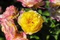 A yellow rose in the garden surrounded by lush green leaves and pink and yellow roses Royalty Free Stock Photo