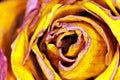 Yellow Rose - gelbe Rose Royalty Free Stock Photo