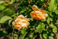 Yellow rose Graham Thomas blooming in summer garden. English Austin selection roses flowers. Close up