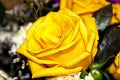 Yellow Rose Royalty Free Stock Photo