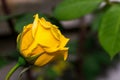 Yellow rose on grean leaf background