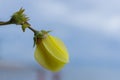 Yellow rose on a green and blue blurred background with copy space Royalty Free Stock Photo