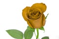 Yellow rose with green leaves.