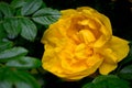 Yellow rose and green leaves in the background, photographed close-up Royalty Free Stock Photo