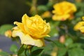 A yellow rose with green leaves blooms in a summer park. Beautiful rose flower close up Royalty Free Stock Photo