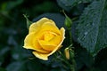 Yellow rose with green leaves in drops Royalty Free Stock Photo