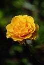 Yellow rose on a green natural background. Dew drops on the petals. Vertical crop Royalty Free Stock Photo