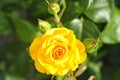 Yellow rose growing in the ground on a home flowerbed