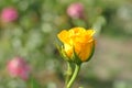 Yellow rose growing in the ground on a home flowerbed