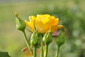 Yellow rose growing in the ground on a home flowerbed