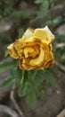 The yellow rose has starting to winter
